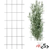 Supporto per piante – graticcio da giardino 150 x 60 cm - 7 