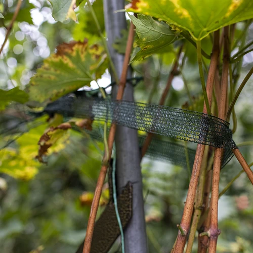 Nastro per legare le piante in PE, 3 cm x 50 m - 4