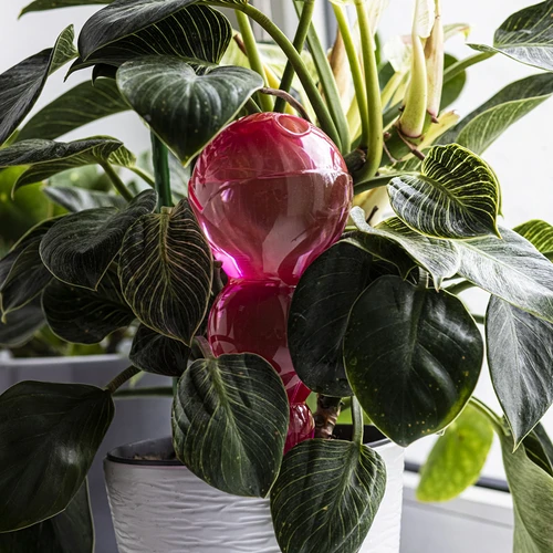 Sfera di irrigazione tripla (a tre camere), rosa trasparente, 600 ml - 7