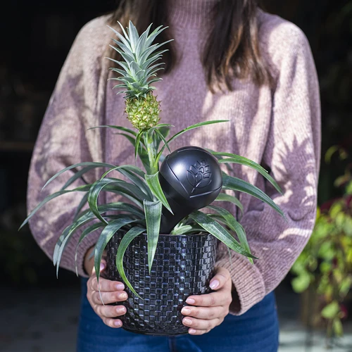 Sfera irrigante per piante, nera opaca, con picchetto in ceramica (in confezione) 400 ml - 12