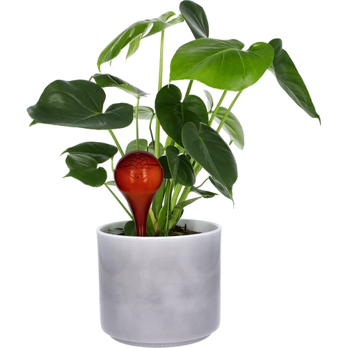 Sfere d'irrigazione per piante, ambra trasparente, 400 ml, 4 pezzi - 6