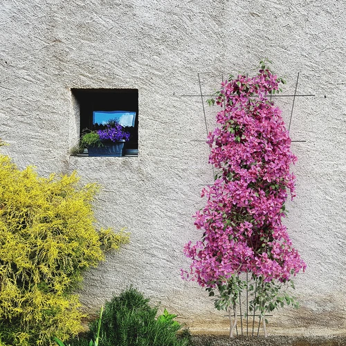 Supporto per piante - graticcio da giardino rastremato 150 x 75cm - 4