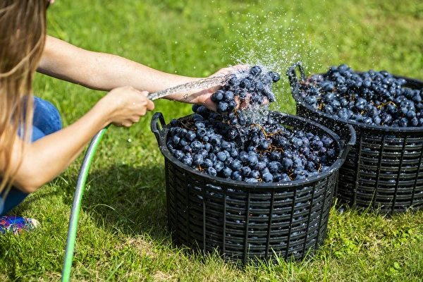 Come fare il vino passo dopo passo?