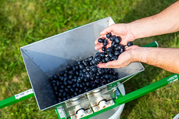 Come fare il vino passo dopo passo?